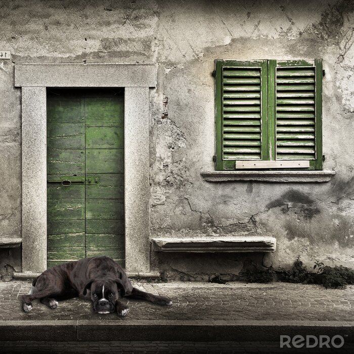 Poster Boxer liggend op de straat