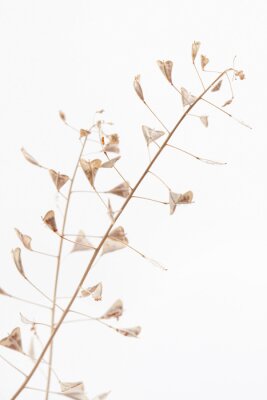 Poster Branch romantic beige color shepherd's bag dry little flowers vertical