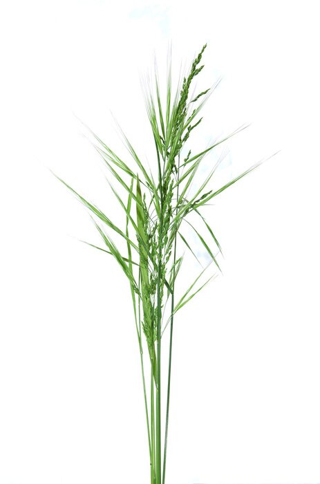 Poster brins d'herbe