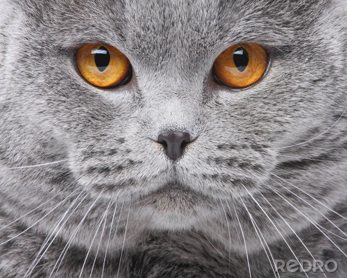 Poster Brits gezicht