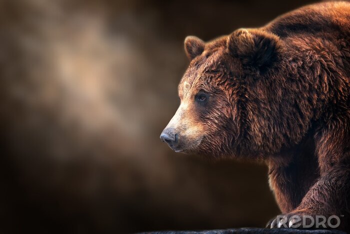 Poster Brown bear close up portrait on dark background