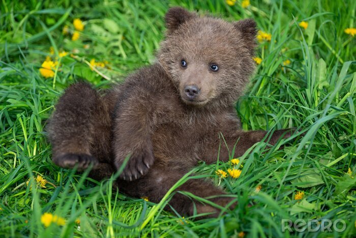 Poster Brown bear cub playing on the summer field