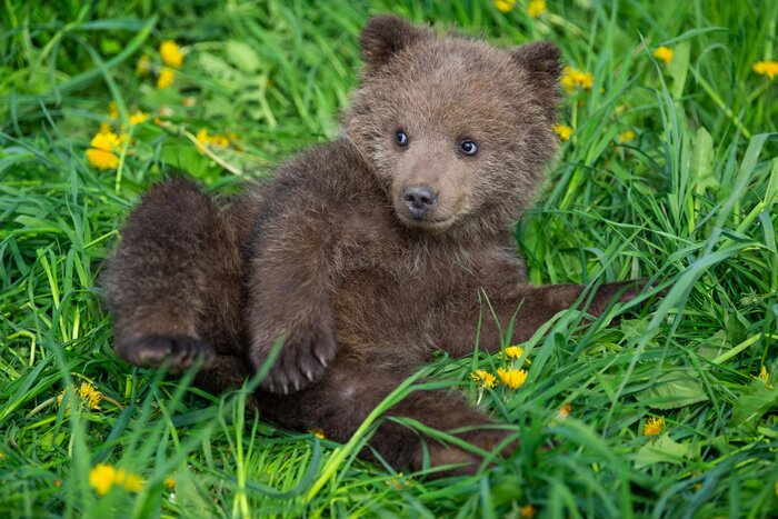 Poster Brown bear cub playing on the summer field