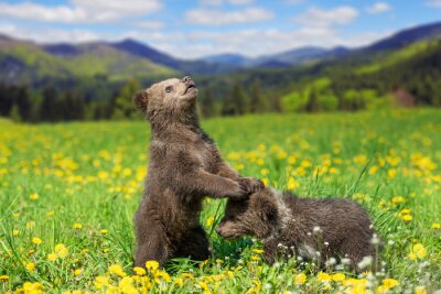 Poster Brown bear cub playing on the summer mountain