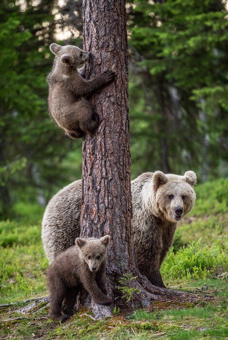 Poster Brown bear cubs climbs a tree. She-bear and cubs in the summer forest. Brown bear. Scientific name: Ursus arctos. Summer season, natural habitat.