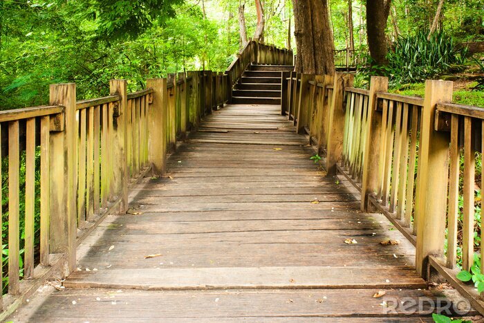 Poster Brug in een heldergroen bos