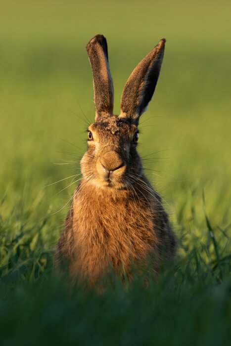 Poster Bruin haasje op groen gras