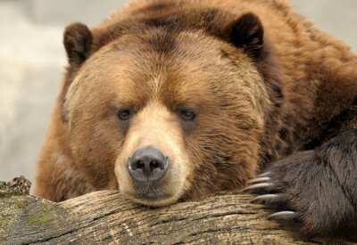 Poster Bruin van Alaska (Grizzly) Bear
