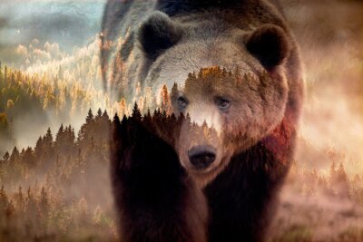 Bruine beer en boslandschap