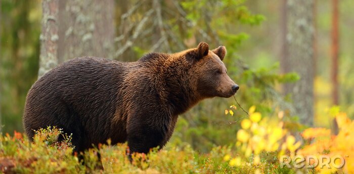 Poster Bruine beer in het bos