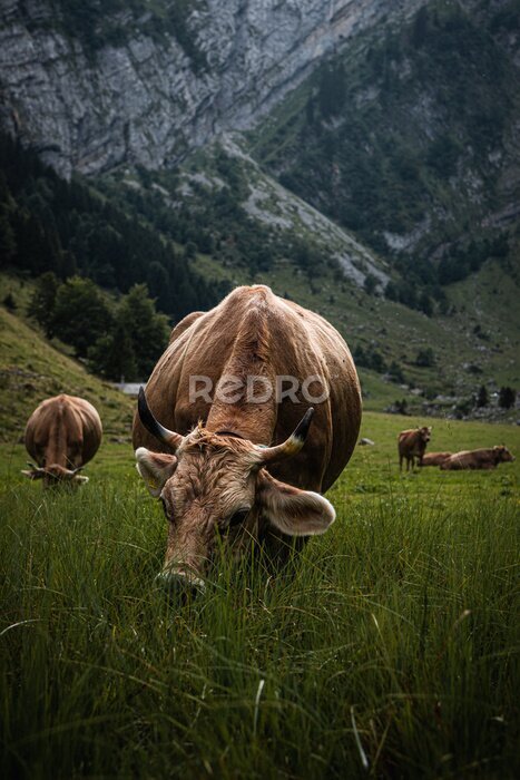 Poster Bruine koe graast in de Alpen