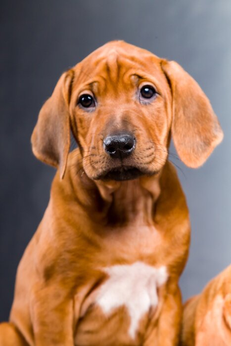 Poster Bruine puppyhond