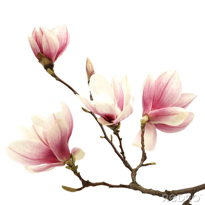 Poster Bruine tak met magnolia's
