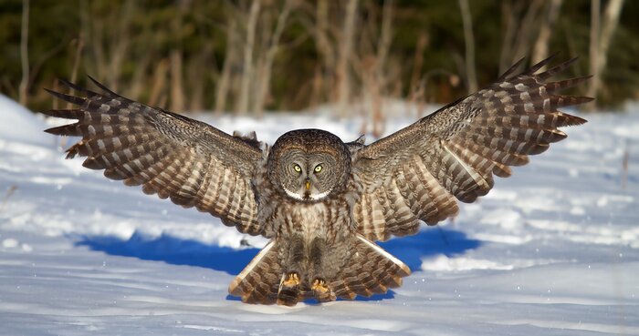 Poster Bruine uil met gespreide vleugels