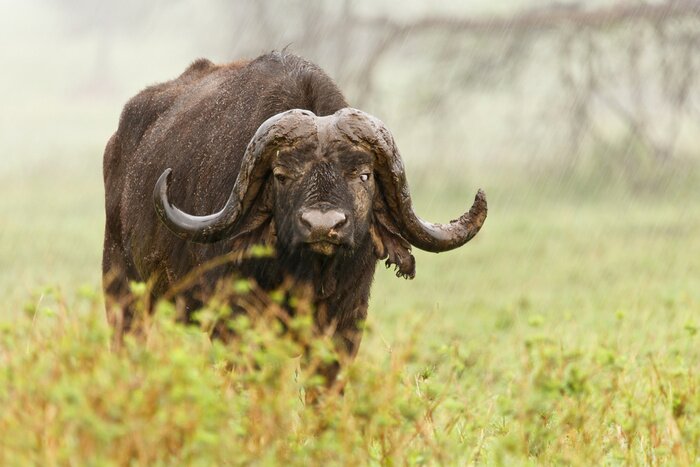 Poster Buffalo in the Rain