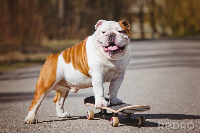 Poster Buldoghond op een skateboard