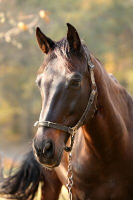 Poster Buste van een grazend paard