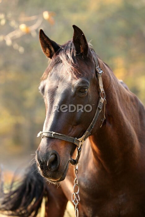 Poster Buste van een grazend paard