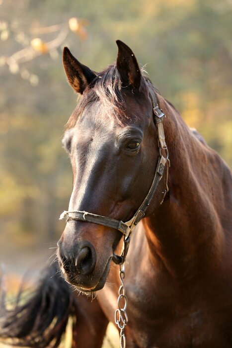 Poster Buste van een grazend paard