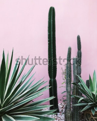 Poster Cactus en andere groene planten
