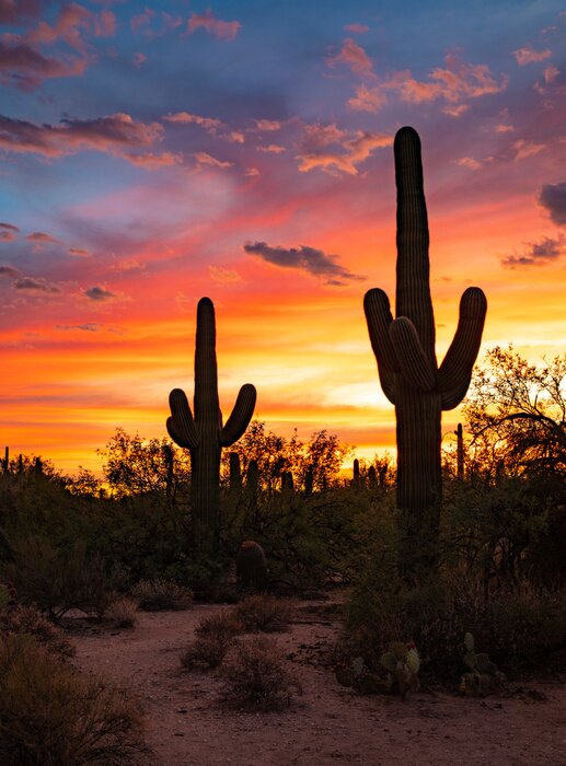 Poster Cactus Sunsest