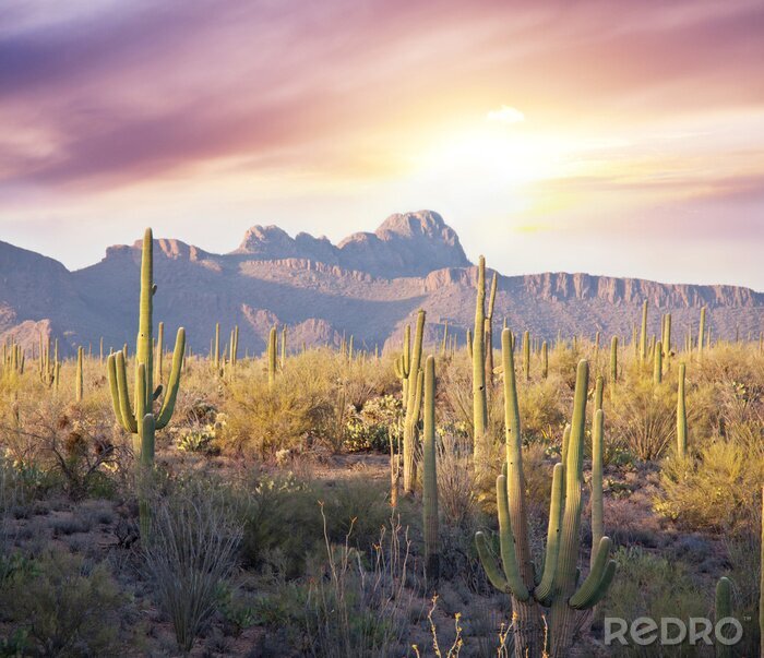 Poster Cactussen en bergen in de stralen van de zon