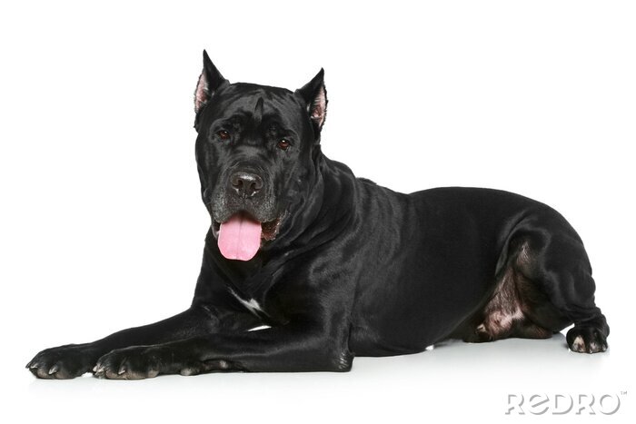 Poster Cane Corso hond rustend op een witte achtergrond