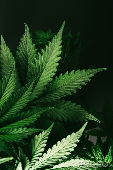 Poster Cannabisbladeren in de schaduw van licht