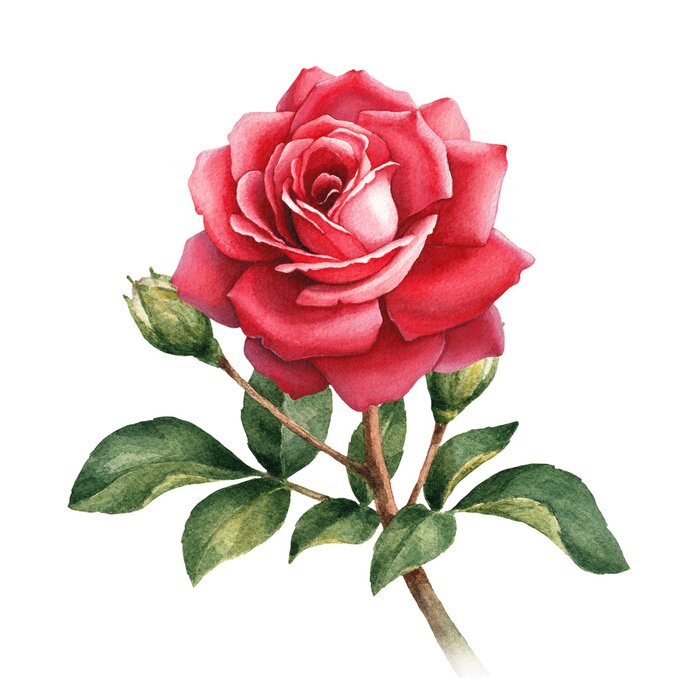 Poster Carmine roos volgroeid