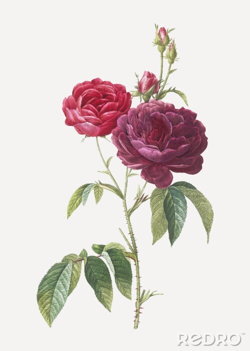 Poster Carmine rozen botanische schets