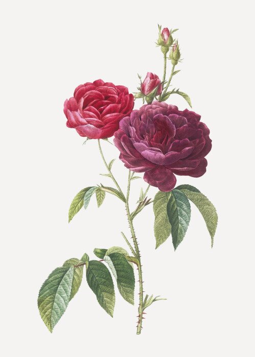 Poster Carmine rozen botanische schets