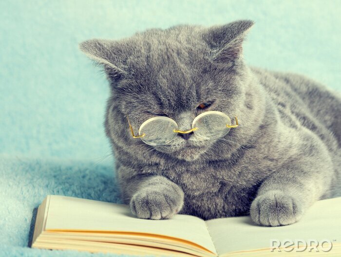 Poster Cats focuste kat met bril volgens het boekje