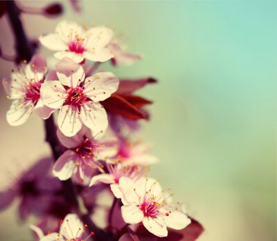 Poster Cherry Blossom. Sakura