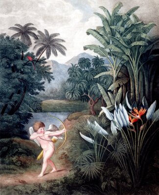 Poster Cherubijn in het tropische woud