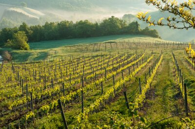 Chianti wijngaard landschap in Toscane, Italië