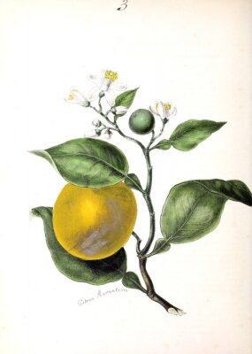 Citrus tak illustratie in retrostijl