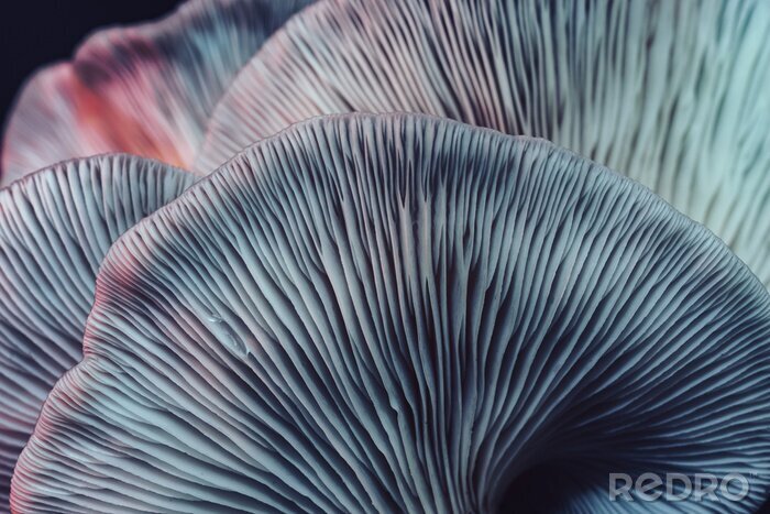 Poster Close up beautiful bunch mushrooms color light in the tree background texture. Macro Photography View.