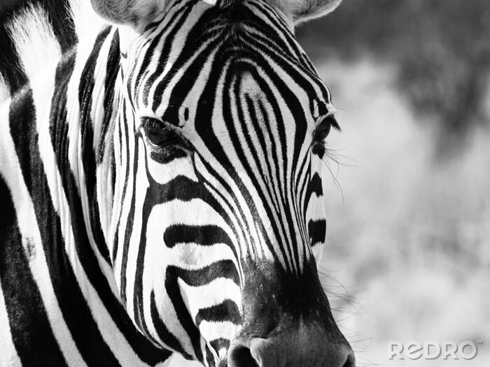 Poster Close-up hoofd van de zebra