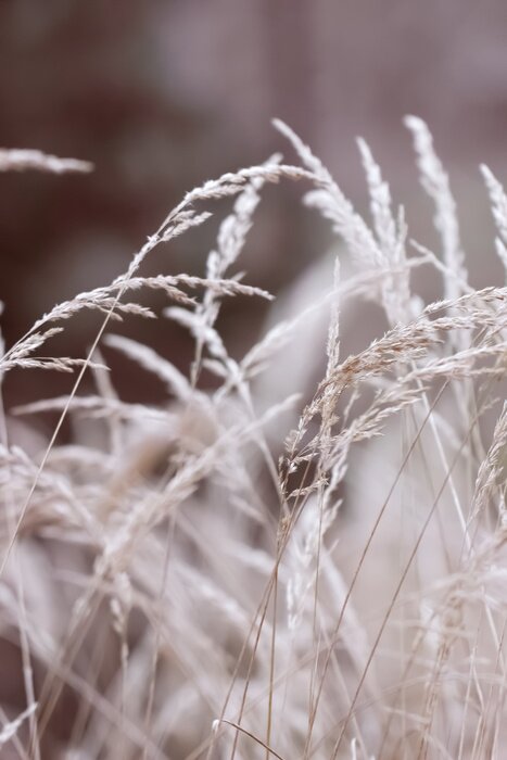 Poster Close-up of delicate dry branches of beige reeds with extremely low depth of field.Textured natural background in neutral tones and shades.Rustic style.Minimal, stylish, trendy concept.selective focus