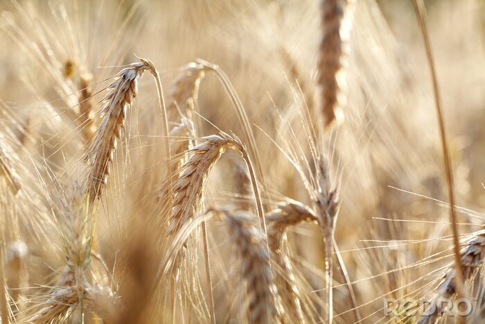 Poster Close-up op tarwe