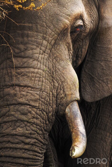 Poster Close-up portret van een olifant