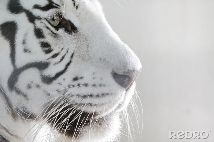 Poster Close-up portret van een witte tijger