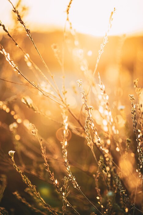 Poster Close Up Summer Dry Autumn Grass In Sunset Sunrise Sunlight