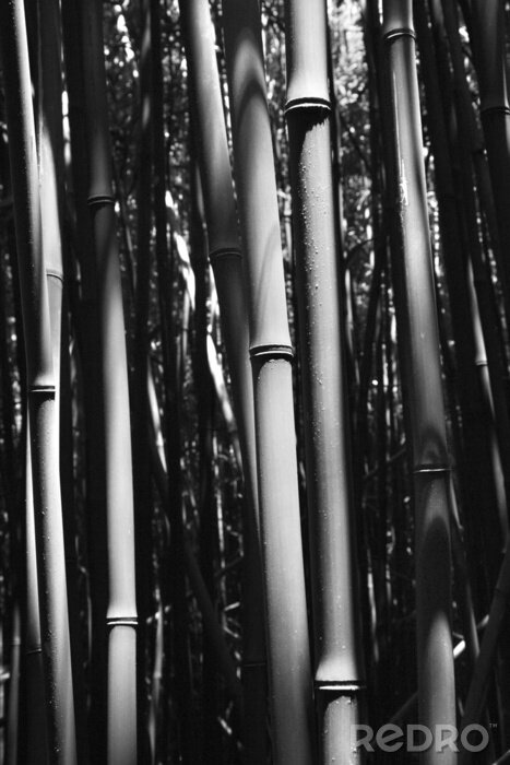 Poster Close-up van bamboe stengels in Maui, Hawaii.