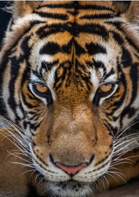 Close-up van de blik van een tijger