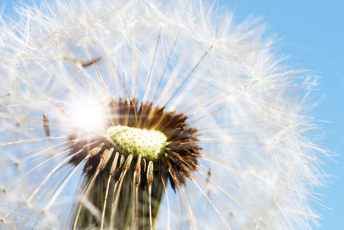 Poster Close-up van de constructie van een veldbloem