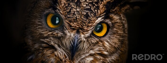 Poster Close-up van de ogen van de uil