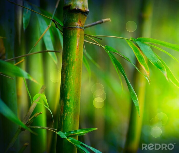 Poster Close-up van een bamboestengel