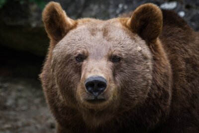 Close-up van een bruine beer