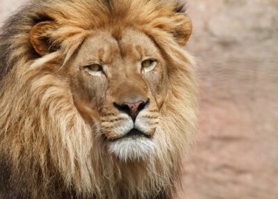 Close-up van een leeuw